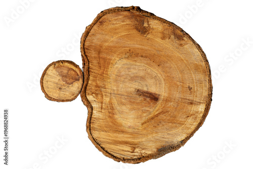 Tree trunk cross-section sh...