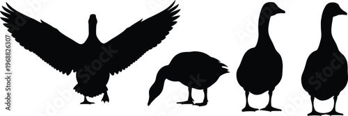 Stylized black silhouettes of geese in varied natural poses, creative bird illustration, minimal vector artwork concept showing flight, grazing, and standing behavior
