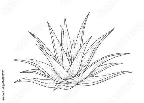 Black and white etching of an aloe vera plant succulent