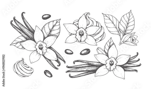 Hand drawn vanilla flowers pods beans and swirls white leaf