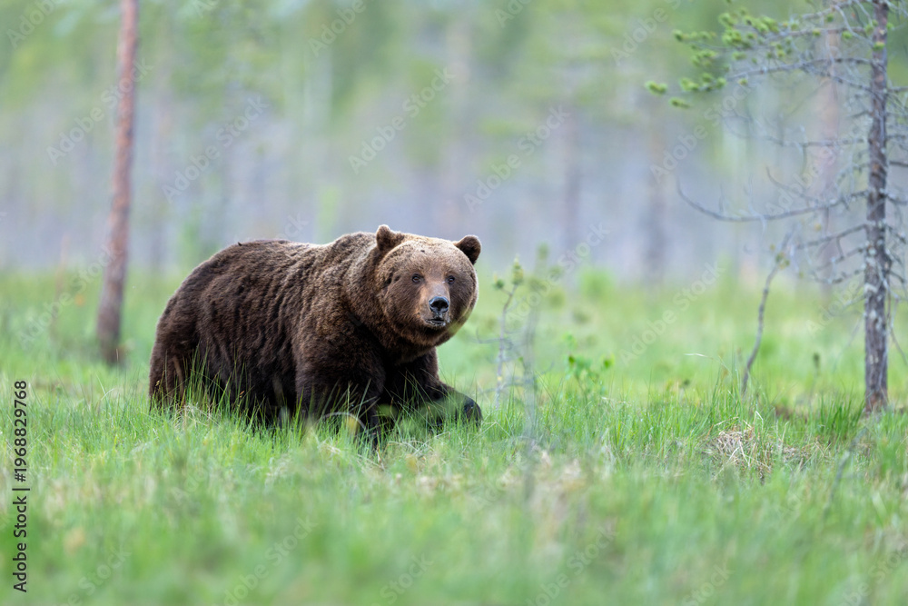Fototapeta premium Wild brown bear ( Ursus arctos )