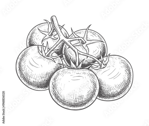 Hand drawn of ripe tomatoes vine fruit food vintage