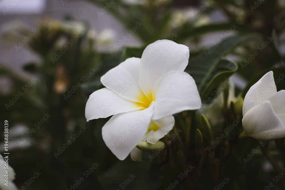 Fototapeta premium Elegant White Wildflower Growing in Soil. A lone white wildflower rising from the soil surrounded by green shoots. The composition conveys resilience and natural growth.