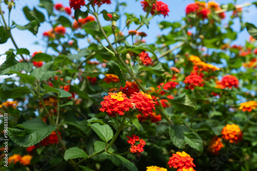 Lantana flowers in red and orange colors, tropical blooming plant, vibrant garden blossoms, summer floral background, exotic nature, colorful flower cluster, copy space