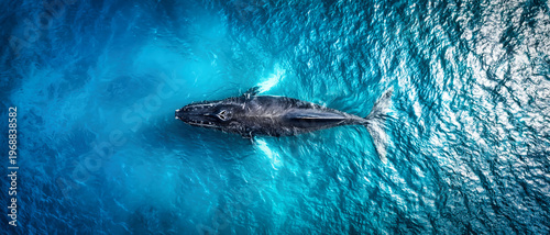 Aerial view of whale swimming in turquoise blue ocean water nature background