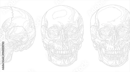 Set of three human skulls in different angles, vector illustration