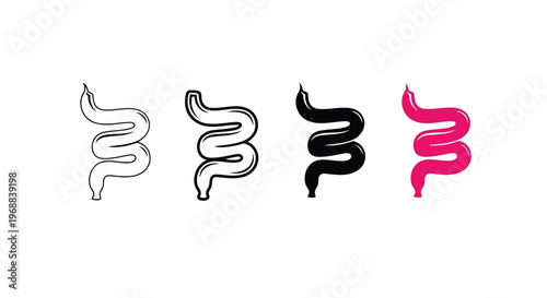 Visual representation of the human digestive system's lower gastrointestinal tract Vector