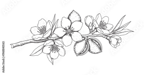 Black and white of almond blossoms and unripe fruit a branch flower