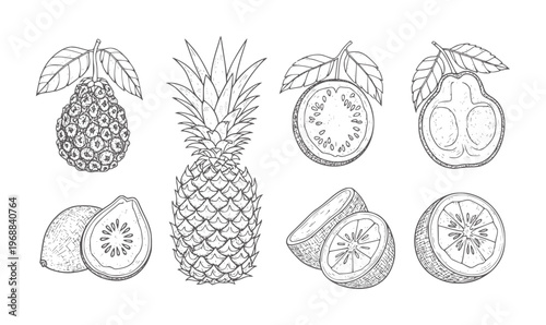 Hand drawn tropical fruits pineapple guava passionfruit and citrus slices