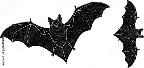 Flying bat illustration in vintage engraving style, detailed black and white nocturnal animal with spread wings for Halloween, gothic, and wildlife design