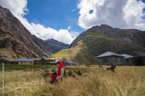 Drass, Ladakh, India - 01.09.2014 : Wheat farming at Drass village, Ladakh's Kargil district,second coldest inhabited place in the world. Known as the Gateway to Ladakh. Himalayan mountain background,