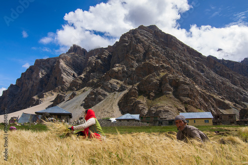Drass, Ladakh, India - 01.09.2014 : Wheat farming at Drass village, Ladakh's Kargil district,second coldest inhabited place in the world. Known as the Gateway to Ladakh. Himalayan mountain background,