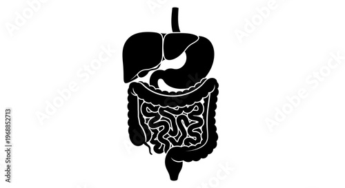 Diagram of the human digestive system including stomach liver and intestines