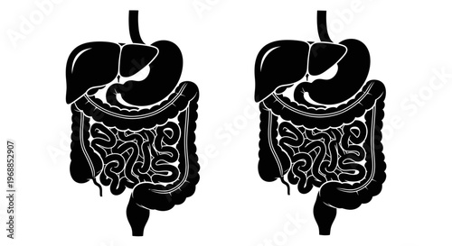 Illustration of the human digestive system showing stomach and intestines