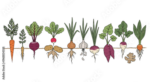 A vibrant illustration shows a horizontal row of colorful root vegetables, including carrots, beets, radishes, potatoes, onions, garlic, turnips, and ginger.