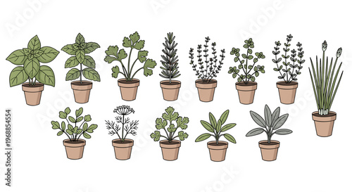 A vibrant collection of aromatic herbs, including basil, mint, rosemary, thyme, oregano, chives, parsley, dill, and sage, in small pots.