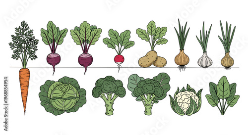 A colorful illustration shows fresh garden vegetables, including carrots, beets, radishes, potatoes, onions, cabbage, broccoli, and cauliflower.