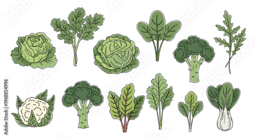 A colorful illustration of fresh leafy greens and brassica vegetables, including lettuce, cabbage, broccoli, cauliflower, and spinach.