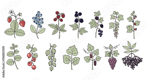 This collection illustrates various berries and small fruits on their branches, featuring strawberries, blueberries, blackcurrants, redcurrants, gooseberries, grapes, and elderberries.