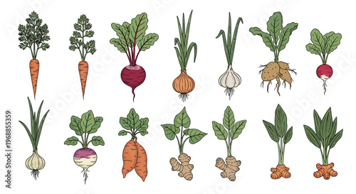 This vibrant hand-drawn collection showcases diverse root vegetables, including carrots, beets, onions, garlic, radishes, turnips, ginger, and turmeric.