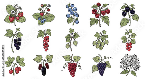 A vibrant collection of various berries including strawberries, blueberries, raspberries, and grapes, depicted on their branches and stems.