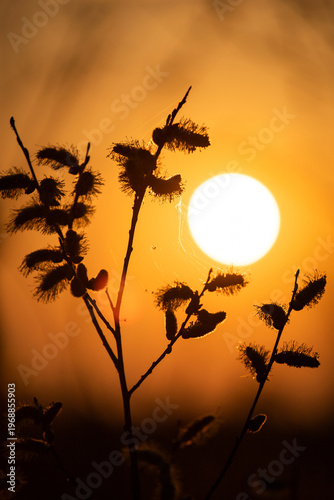 Sunset. Round sun. Solar circle. Bright ball. Shadow of branches on the background of the sun. Silhouette of a tree at sunset. 