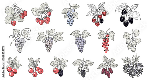 A collection of hand-drawn monochrome outlines illustrating various berries and grape clusters on their respective stems and branches.
