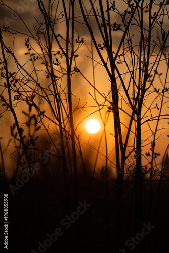 Sunset. Round sun. Solar circle. Bright ball. Shadow of branches on the background of the sun. Framing the sun. Silhouette of a tree at sunset. 