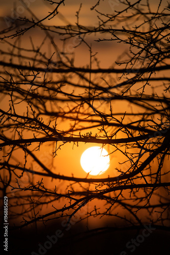 Sunset. Round sun. Solar circle. Bright ball. Shadow of branches on the background of the sun. Framing the sun