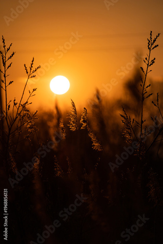 Sunset. Round sun. Solar circle. Bright ball. Shadow of branches on the background of the sun. Silhouette of a tree at sunset. 