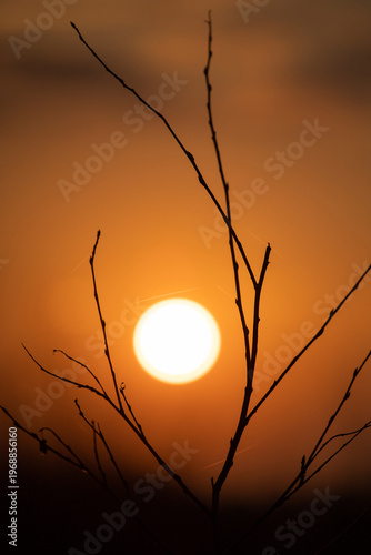 Sunset. Round sun. Solar circle. Bright ball. Shadow of branches on the background of the sun. Framing the sun