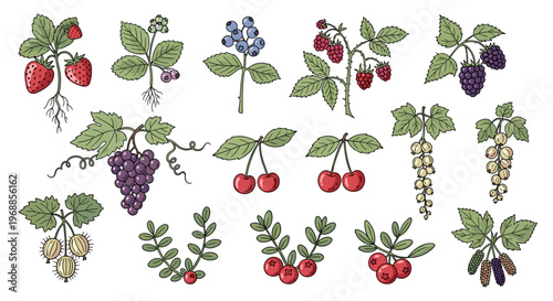 A charming collection of various berries and grapes depicted on their branches, featuring outlines with subtle color accents.