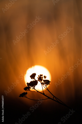 Sunset. Round sun. Solar circle. Bright ball. Shadow of branches on the background of the sun. Silhouette of a tree at sunset. 
