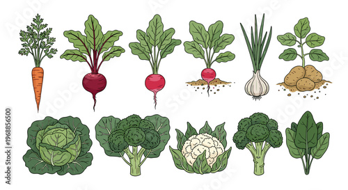 A colorful and inviting illustration displaying a vibrant assortment of fresh garden vegetables, featuring root crops like carrots and radishes, alongside leafy greens and cruciferous plants.