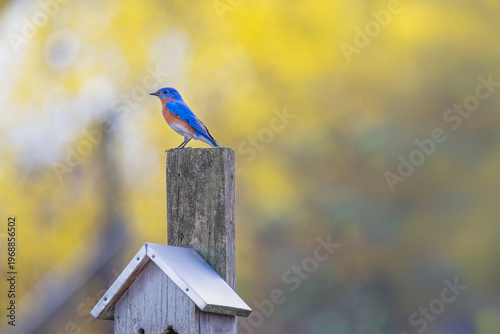 Male Bluebird Stands Above his new Nesting House