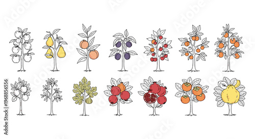 A diverse collection of both line art and colored illustrations depicting various temperate fruit trees, showcasing apples, pears, plums, cherries, oranges, and lemons.