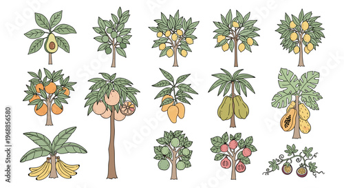 A vibrant colored illustration showcasing a magnificent variety of tropical fruit trees, including avocado, mango, papaya, banana, and coconut palms in full growth.