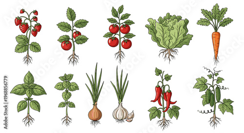 A brightly colored illustration featuring a fresh and inviting assortment of common garden vegetables and aromatic herbs, perfect for healthy cooking and culinary themes.