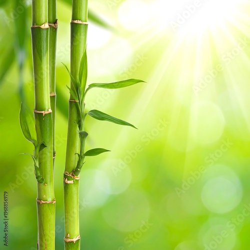 Close-up of vibrant green bamboo stalks with leaves, bathed in bright sunlight with a soft, blurred green bokeh background