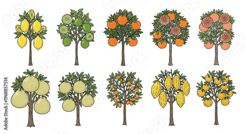 A vibrant and extensive collection of various citrus and large fruit trees, showcasing abundant produce in a delightful hand-drawn style.