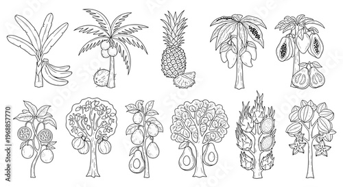 A comprehensive monochrome collection of hand-drawn tropical fruit trees and plants, illustrating bananas, coconuts, pineapples, papayas, mangoes, avocados, guavas, and dragon fruits.