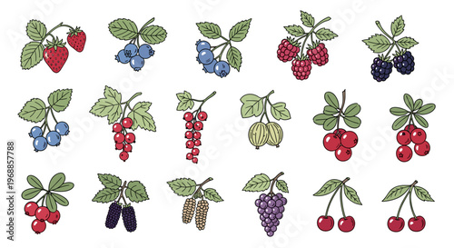 A comprehensive and vibrant collection of hand-drawn berry illustrations, featuring strawberries, blueberries, raspberries, blackberries, red currants, gooseberries, cherries, mulberries, and grapes.