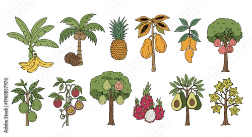 A vibrant and colorful collection of hand-drawn tropical fruit trees and plants, illustrating bananas, coconuts, pineapples, papayas, mangoes, guavas, dragon fruits, avocados, and starfruit.