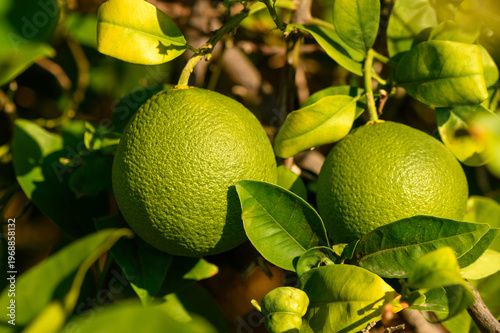 Fresh green citrus fruits hanging from a vibrant tree in sunny orchard during harvest season. Generative AI
