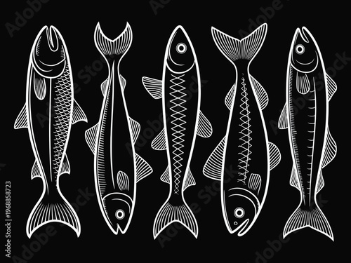 Small sprat fish linear art vector collection, seafood menu illustration with sardines and sprats, white outline ocean fish isolated on black background, minimalist marine design