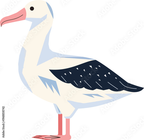 Seabird, Albatross, Bird Illustration, White Background, Vector Graphic