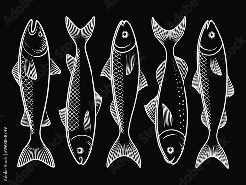 Small sprat fish linear art vector collection, seafood menu illustration with sardines and sprats, white outline ocean fish isolated on black background, minimalist marine design