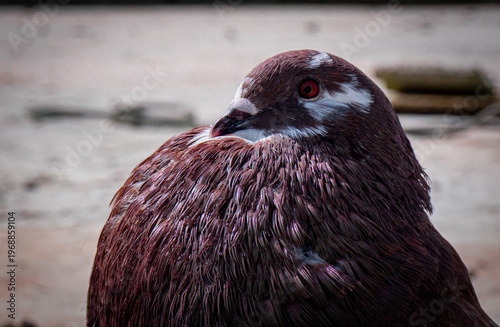 фотографія purple pigeon close up portrait with striking red eye, detailed feather texture