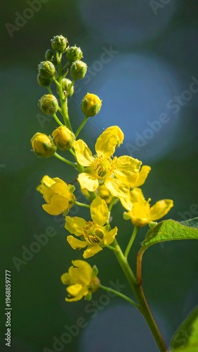 Sunny yellow flowers bloom amidst leafy buds, against a soft, blurred, dark background