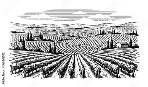 Vineyard landscape with grape rows and hills vintage engraving
